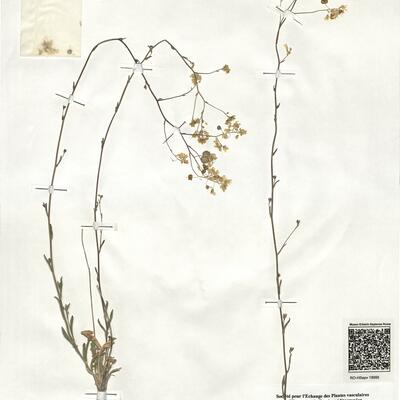 Biscutella valentina (Loefl. ex L.) Heywood subsp. valentina -  RO-HSepv 18995 photo