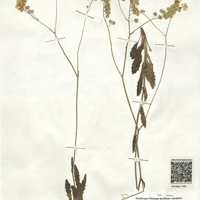 Biscutella variegata Boiss. & Reut. -  RO-HSepv 17924 photo