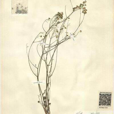 Heldreichia rotundifolia Boiss. -  RO-HSepv 12192 photo