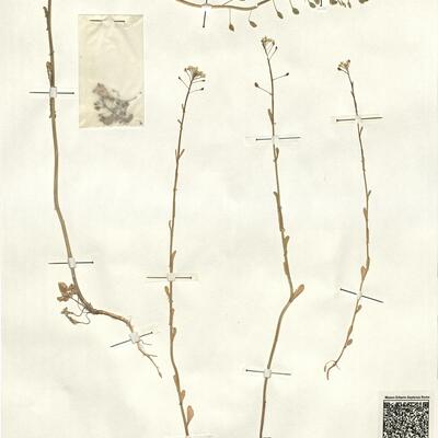 Thlaspi alliaceum L. -  RO-HSepv 13146 photo