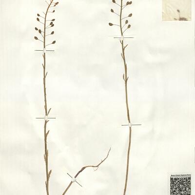 Thlaspi alliaceum L. -  RO-HSepv 14101 photo