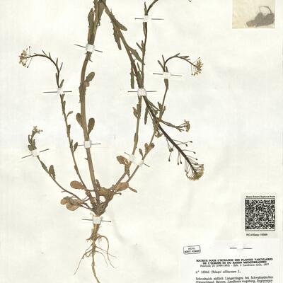 Thlaspi alliaceum L. -  RO-HSepv 16966 photo