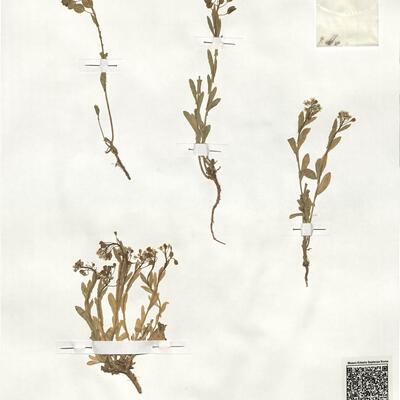 Thlaspi arvense L. -  RO-HSepv 19025 photo