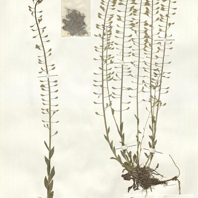 Thlaspi caerulescens J. & C. Presl subsp. caerulescens -  RO-HSepv 15097 photo