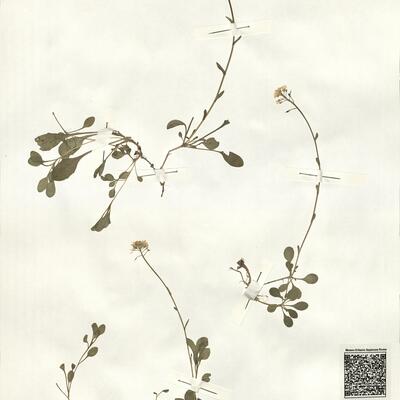 Thlaspi montanum L. -  RO-HSepv 14102 photo