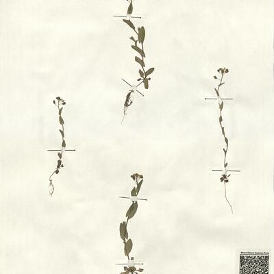 Thlaspi perfoliatum L. -  RO-HSepv 13147 photo