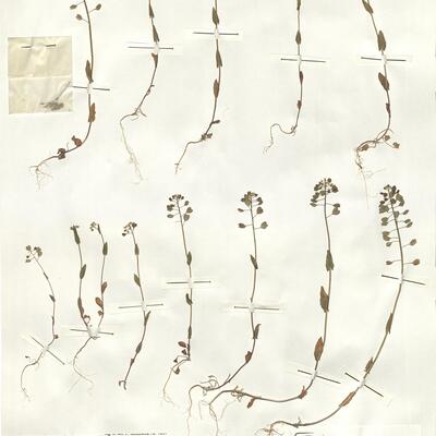 Thlaspi perfoliatum L. -  RO-HSepv 15098 photo