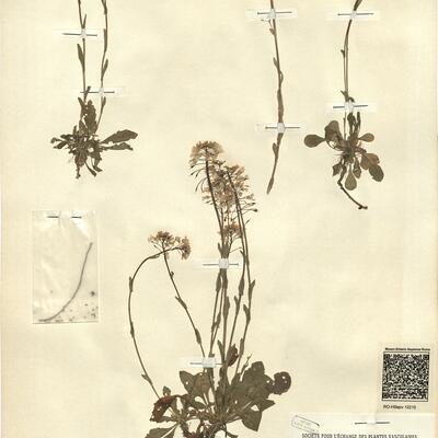 Thlaspi praecox Wulfen  -  RO-HSepv 12210 photo