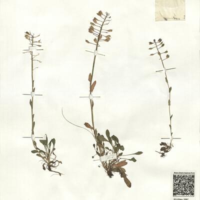 Thlaspi praecox Wulfen subsp. praecox -  RO-HSepv 16967 photo