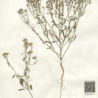 Iberis amara L. -  RO-HSepv 16064 photo