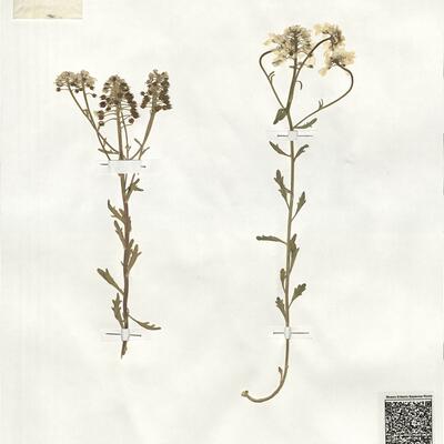 Iberis amara L. -  RO-HSepv 19012 photo