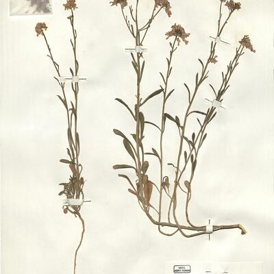 Iberis balansae Jord. var. balansae -  RO-HSepv 16065 photo