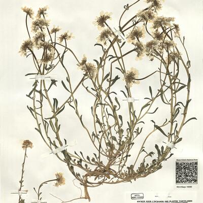 Iberis carnosa Willd. subsp. carnosa  -  RO-HSepv 16066 photo