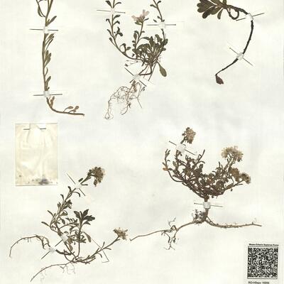 Iberis carnosa Willd. subsp. carnosa  -  RO-HSepv 16956 photo