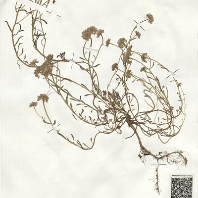 Iberis carnosa Willd. subsp. carnosa  -  RO-HSepv 19013 photo