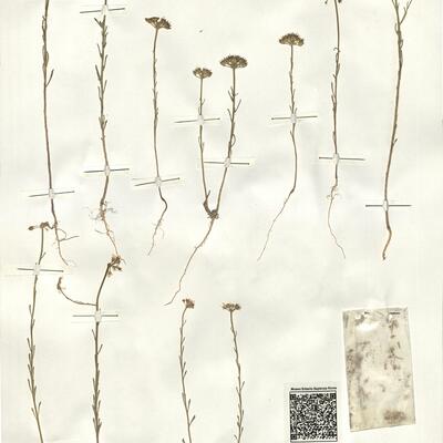 Iberis crenata Lam. -  RO-HSepv 14083 photo