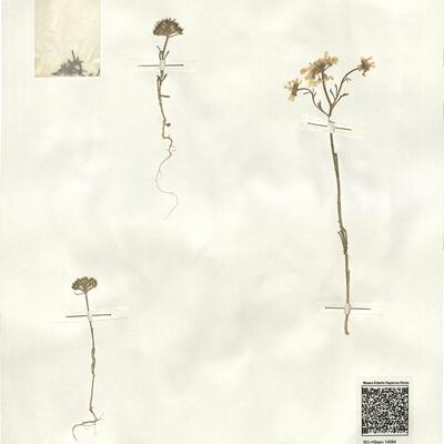 Iberis crenata Lam. -  RO-HSepv 14084 photo