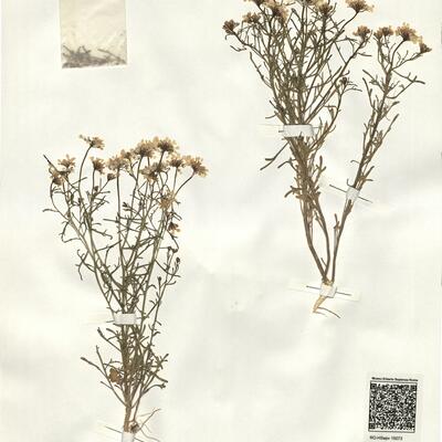 Iberis pinnata L.  -  RO-HSepv 15073 photo