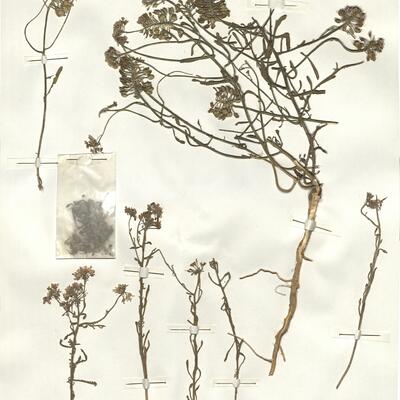 Iberis saxatilis L.  -  RO-HSepv 14085 photo