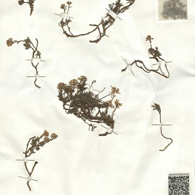 Iberis saxatilis L. subsp. saxatilis -  RO-HSepv 16957 photo