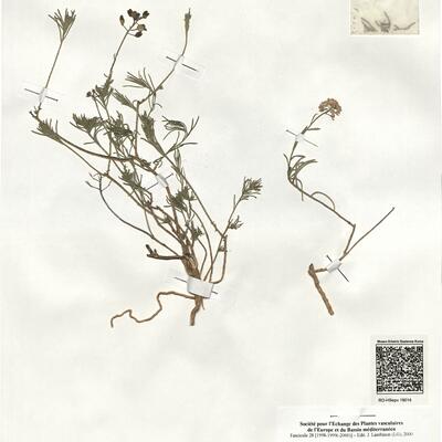 Iberis saxatilis L. subsp. valentina Mateo & Figuerola ^ -  RO-HSepv 19014 photo