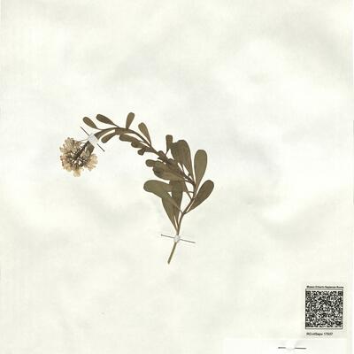 Iberis semperflorens L. -  RO-HSepv 17937 photo