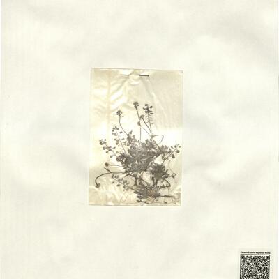 Teesdalia coronopifolia (Bergeret) Thell. -  RO-HSepv 13145 photo