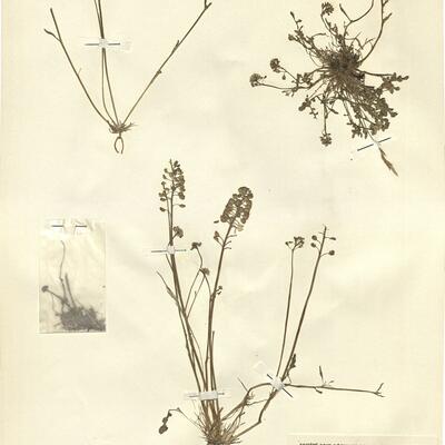 Teesdalia nudicaulis (L.) R. Brown -  RO-HSepv 11276 photo