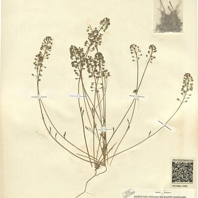 Teesdalia nudicaulis (L.) R. Brown -  RO-HSepv 12209 photo