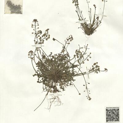 Teesdalia nudicaulis (L.) R. Brown -  RO-HSepv 16965 photo