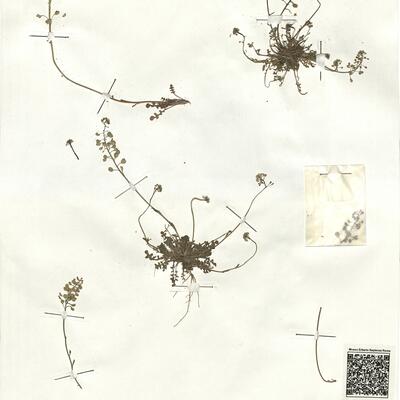 Teesdalia nudicaulis (L.) R. Brown -  RO-HSepv 17948 photo