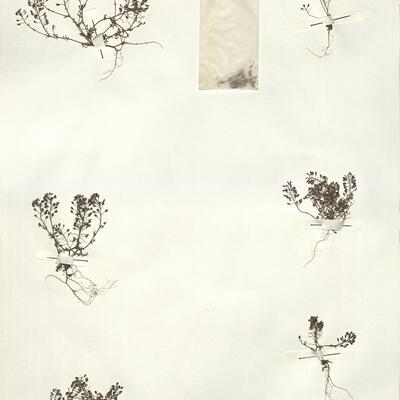 Hornungia petraea (L.) Reichenb. -  RO-HSepv 14082 photo