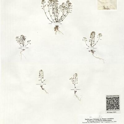 Hornungia petraea (L.) Reichenb. -  RO-HSepv 19010 photo