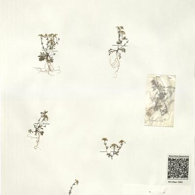 Hornungia petraea (L.) Reichenb. subsp. aragonensis (Willk. ex Loscos & Pardo) Malagarriga -  RO-HSepv 16062 photo