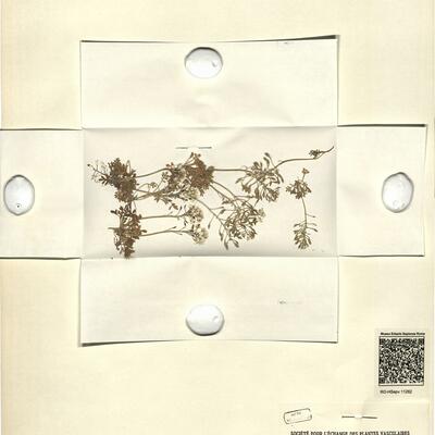 Hutchinsia alpina (L.) R. Brown subsp. alpina -  RO-HSepv 11262 photo