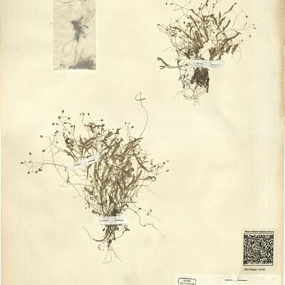 Hymenolobus pauciflorus (Koch) A.W. Hill -  RO-HSepv 12193 photo