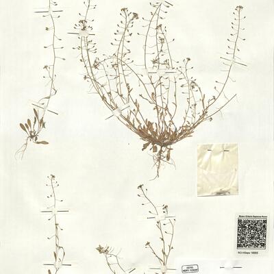 Hymenolobus procumbens (L.) Nutt. ex Schinz & Thell. subsp. procumbens  -  RO-HSepv 16955 photo