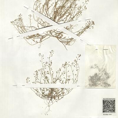 Hymenolobus procumbens (L.) Nutt. ex Schinz & Thell. subsp. procumbens  -  RO-HSepv 19011 photo