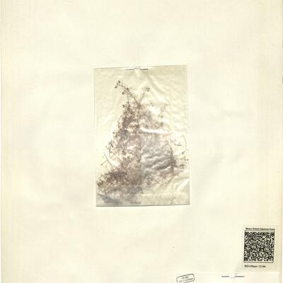 Hymenolobus procumbens (L.) Nutt. ex Torrey A. Gray -  RO-HSepv 12194 photo