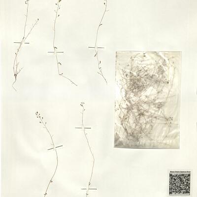 Hymenolobus procumbens (L.) Nutt. subsp. procumbens  -  RO-HSepv 16063 photo