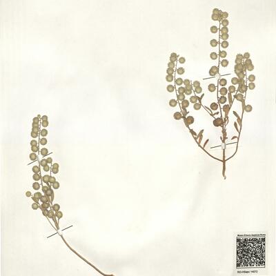 Clypeola cyclodontea Del.  -  RO-HSepv 14072 photo