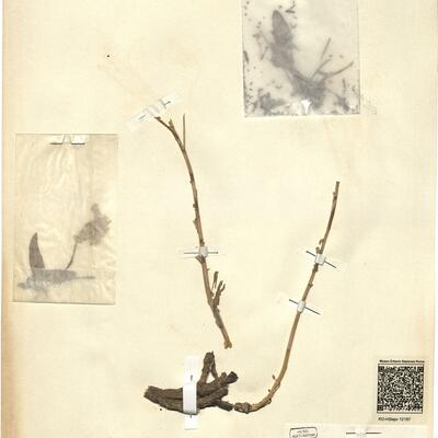 Isatis allionii P.W. Ball -  RO-HSepv 12197 photo