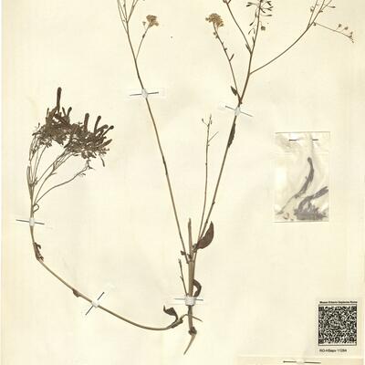 Isatis canescens DC. -  RO-HSepv 11264 photo