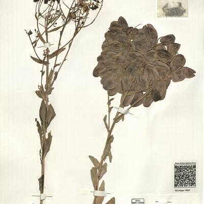 Isatis djurdjurae Coss. & Durieu var. djurdjurae -  RO-HSepv 16067 photo