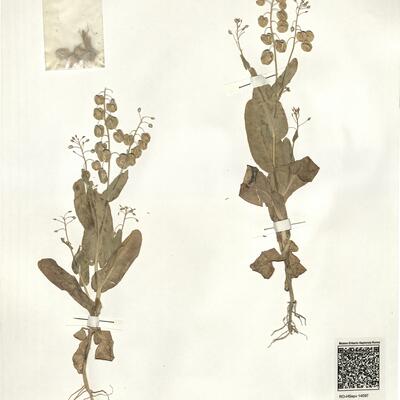 Sameraria bidentata Botsch. -  RO-HSepv 14097 photo