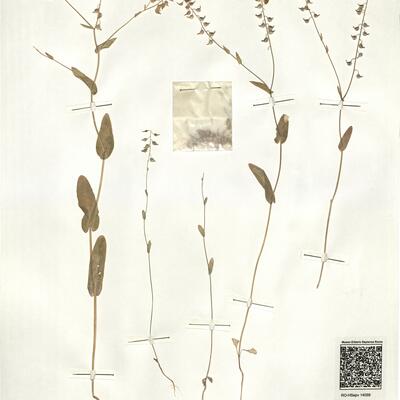 Tauscheria lasiocarpa Fisch. ex DC.  -  RO-HSepv 14099 photo