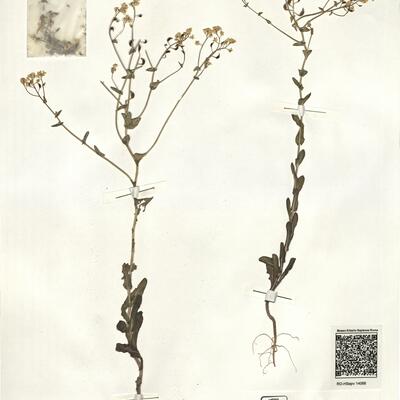 Boreava aptera Boiss. & Heldr. -  RO-HSepv 14066 photo