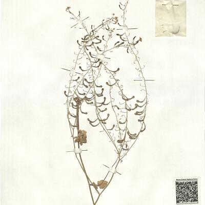 Sobolewskia clavata (Boiss.) Fenzl -  RO-HSepv 16964 photo