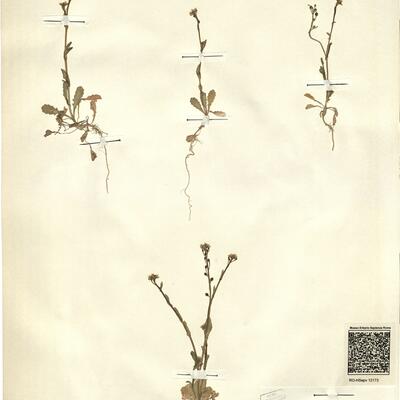 Calepina irregularis (Asso) Thell -  RO-HSepv 12173 photo