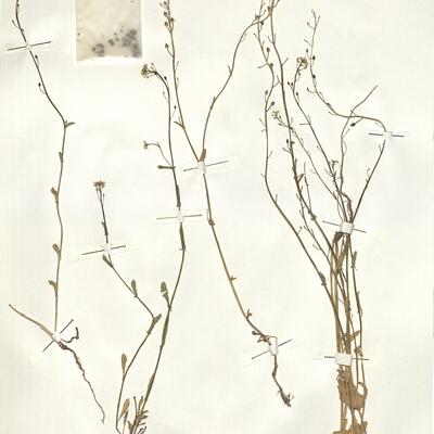 Calepina irregularis (Asso) Thell. -  RO-HSepv 15055 photo